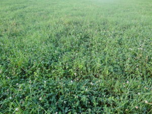 White Clover variety “Huia”, recommended from my friend Douglas from down under.