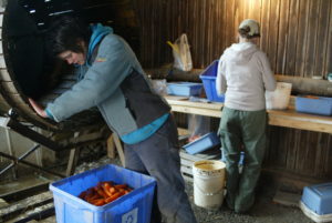 Brigitte Derel  and Katie Lavin work in Peacework packing shed. Photo courtesy of Craig Dilger 