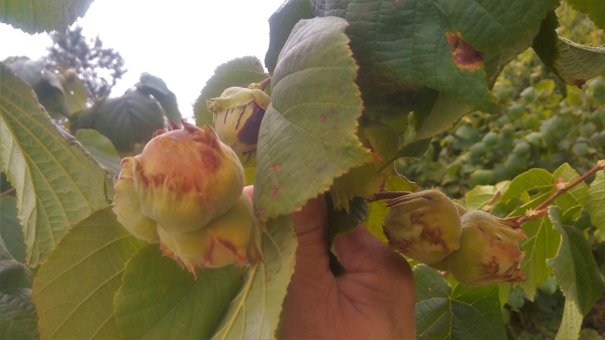  Hybrid hazel trees with jumbo grade sized nuts are successfully grown without pesticides or fungicides in USDA zones 4b/5a, in the Finger Lakes region of New York. 