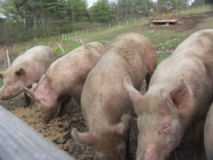 A row of pigs line up for a tasty grain treat at Albright's Dairy Farm in Climax, New York.