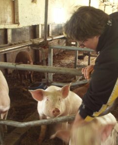 Bitta Albright scratches her sheltered pigs, that are now ready for market.