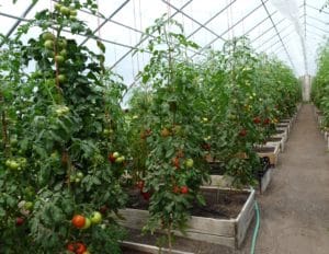 Growing Crops Indoors to Increase Resiliency; Rachel Erlebacher