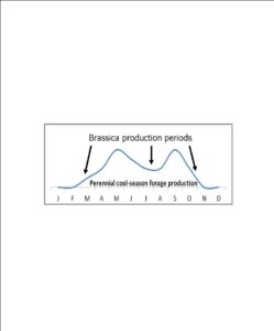 Seasonal brassica production periods in the Mid-Atlantic States