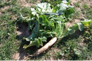 Mixtures of brassicas and small grains make excellent forage for ruminants during the spring.