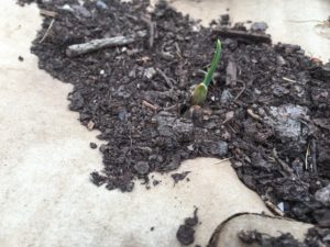 Spring planted garlic