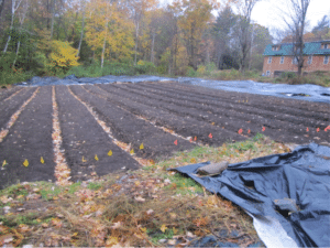 In the fall of 2015, tarps had just been removed from these beds to plant garlic. No mechanized bed-forming here, just soil built up with cardboard and mulch! (photo: Caldwell)