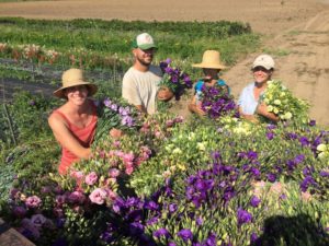 Old Friends Farm is owned and operated by Missy Bahret and Casey Steinberg, and is located in Amherst, Massachusetts. Cut flowers are one of their cash crops.