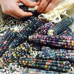 Corn: Delicious diversity! Saturday's supper will highlight combinations of the Indigenous 'Three Sisters' of corn, beans & squash.