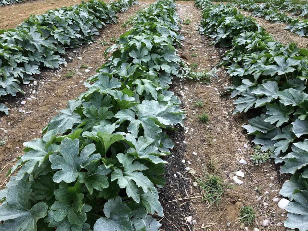 Reduced Tillage on Permanent Beds