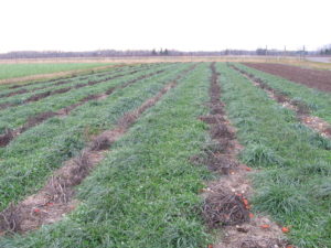 Efficient Use of Cover Crops 4 1vq21xq