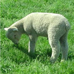 lambs Peckham2 19n4f34