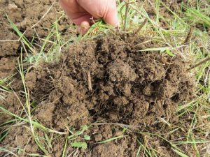 Building Healthy Pasture Soils 1 243uxrs