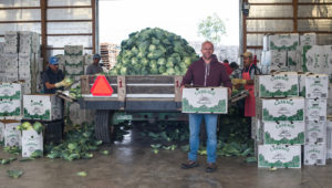 truck filled with cabbage