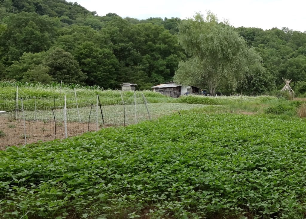 Beans in foreground with patchwork quilt of summer mix following each chicken foraging of winter wheat mix. (July 2014, Salamander Springs Farm)