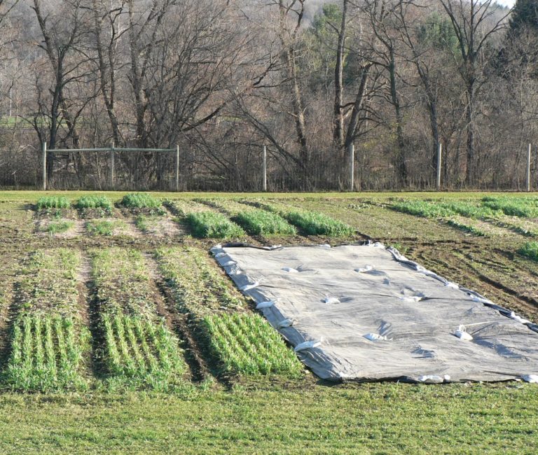 Tarps on permanent beds.