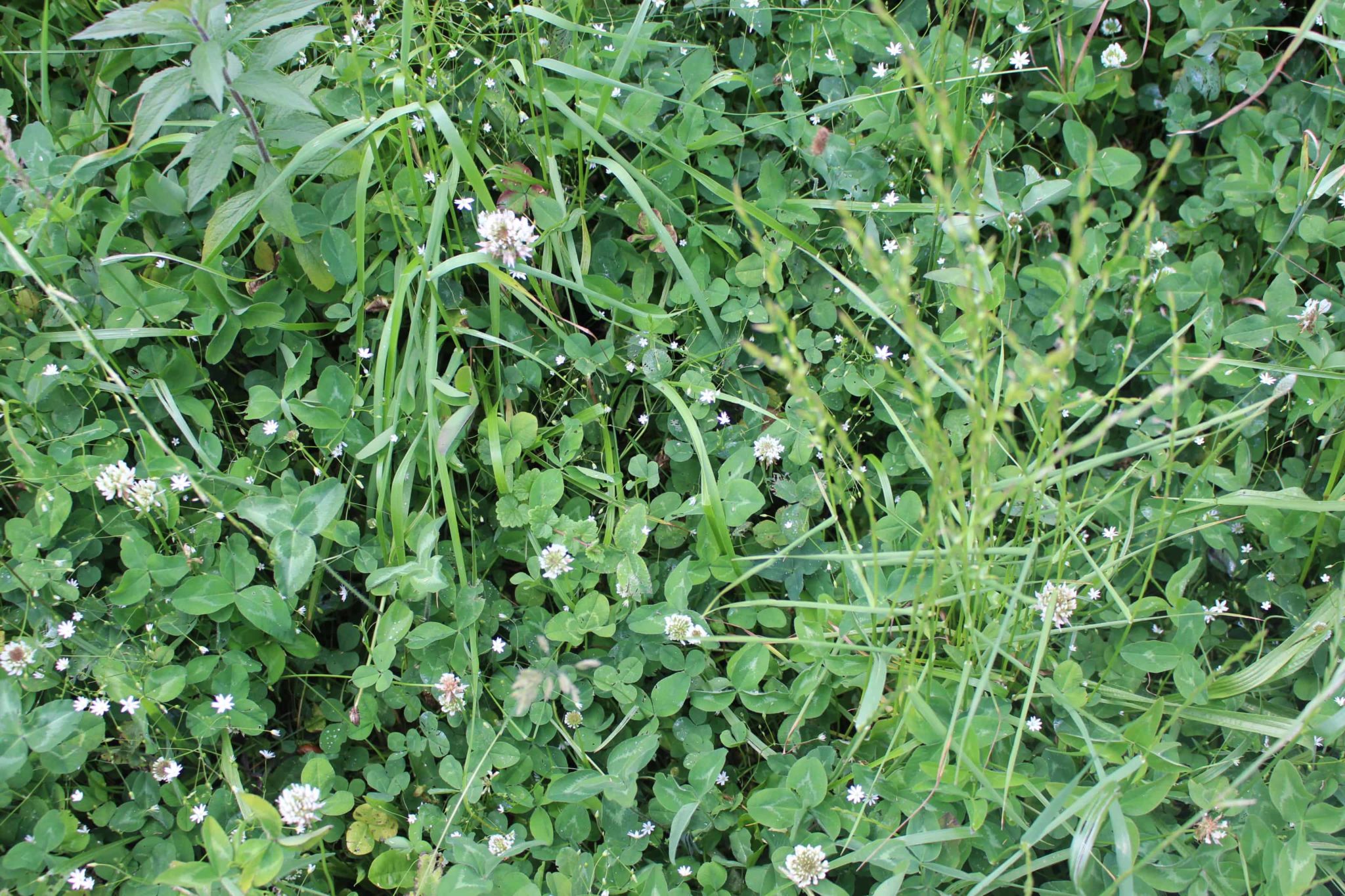 Low-Cost Seeding Methods for Improving Pastures and Haylands - Cornell ...