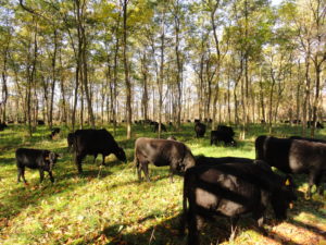 cows grazing in silvopasture