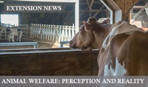 10 Animal Welfare Perception Reality by Kimberly Morrill PhD 18gec9v
