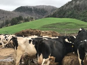 cows grazing in vermont