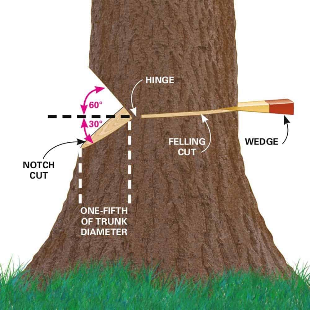 How To Cut Down A Tree With A Chainsaw Safely 