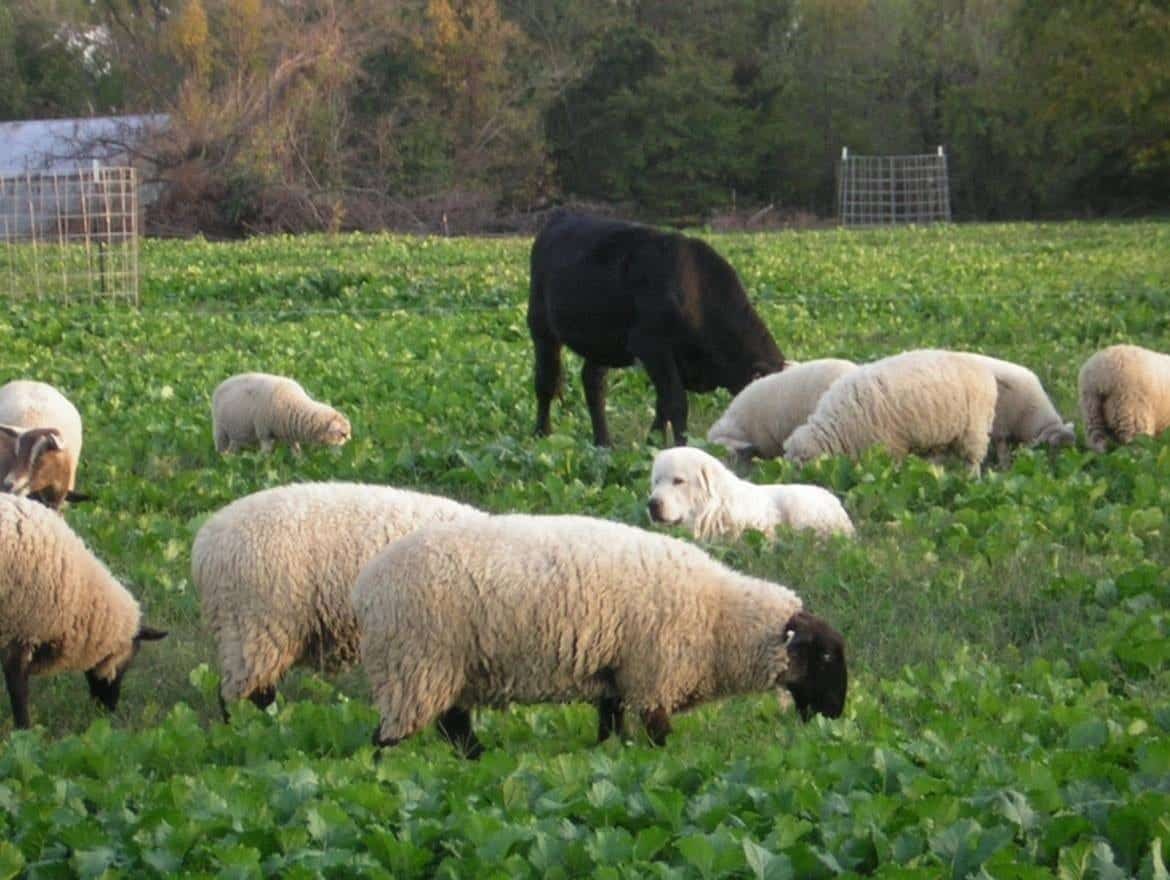 Add Diversity to Your Pastures with Multispecies Grazing - Cornell Small  Farms