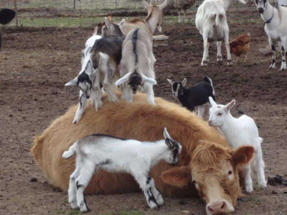 a cow lays on the ground while baby goats climb on top of it 