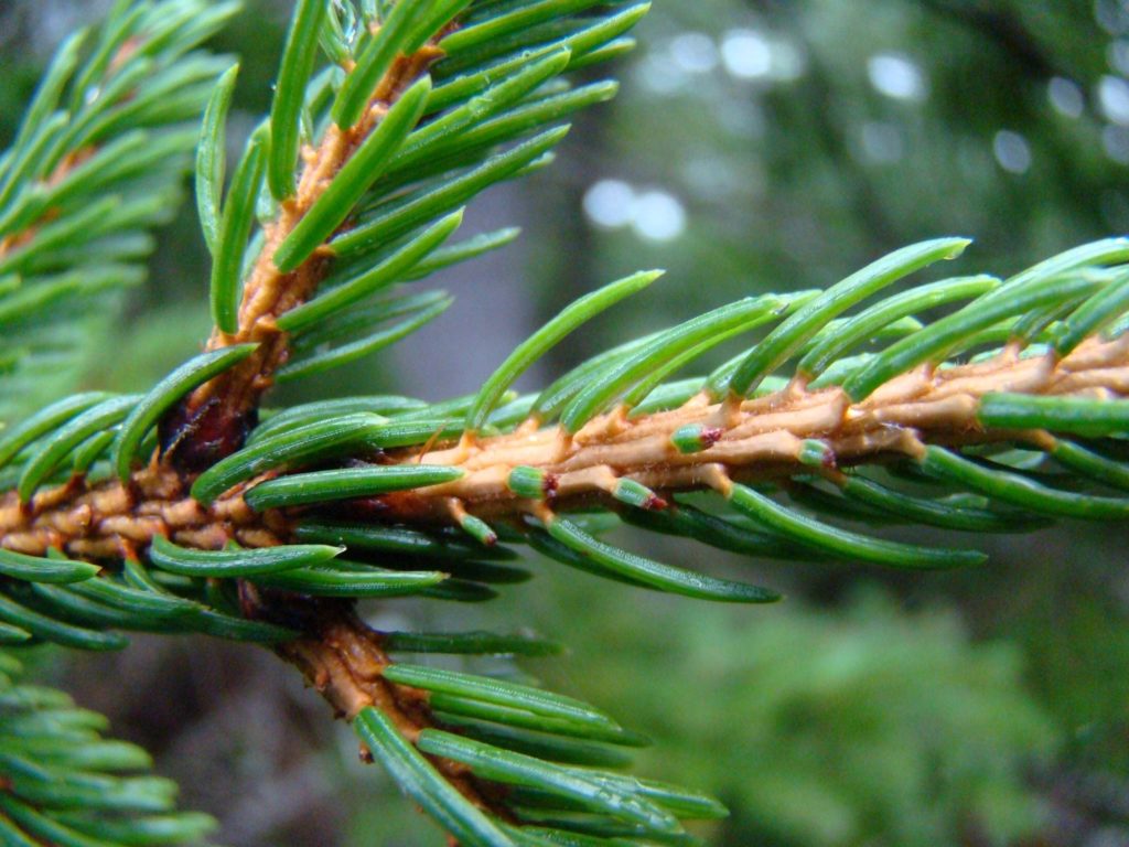 Types Of Pine Trees Needles, 7300 30 plastic long needle pine branch 6  tips 2 pine cones 8 width