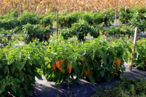 SFQ plant breeding peppers vuugxv