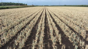 Onions planted in rows in a field of dark brown soil