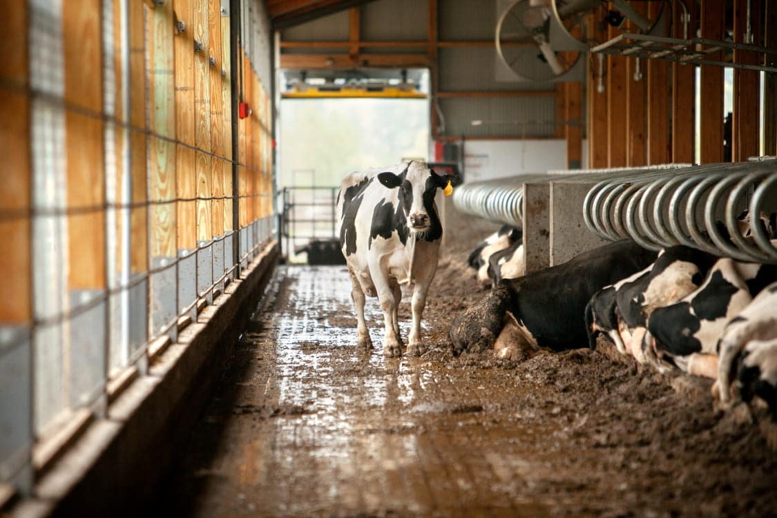 Five Simple Steps to Improve Biosecurity Around Livestock - Cornell ...