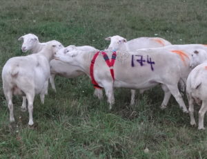 Several sheep standing in a field, some tagged with spray paint