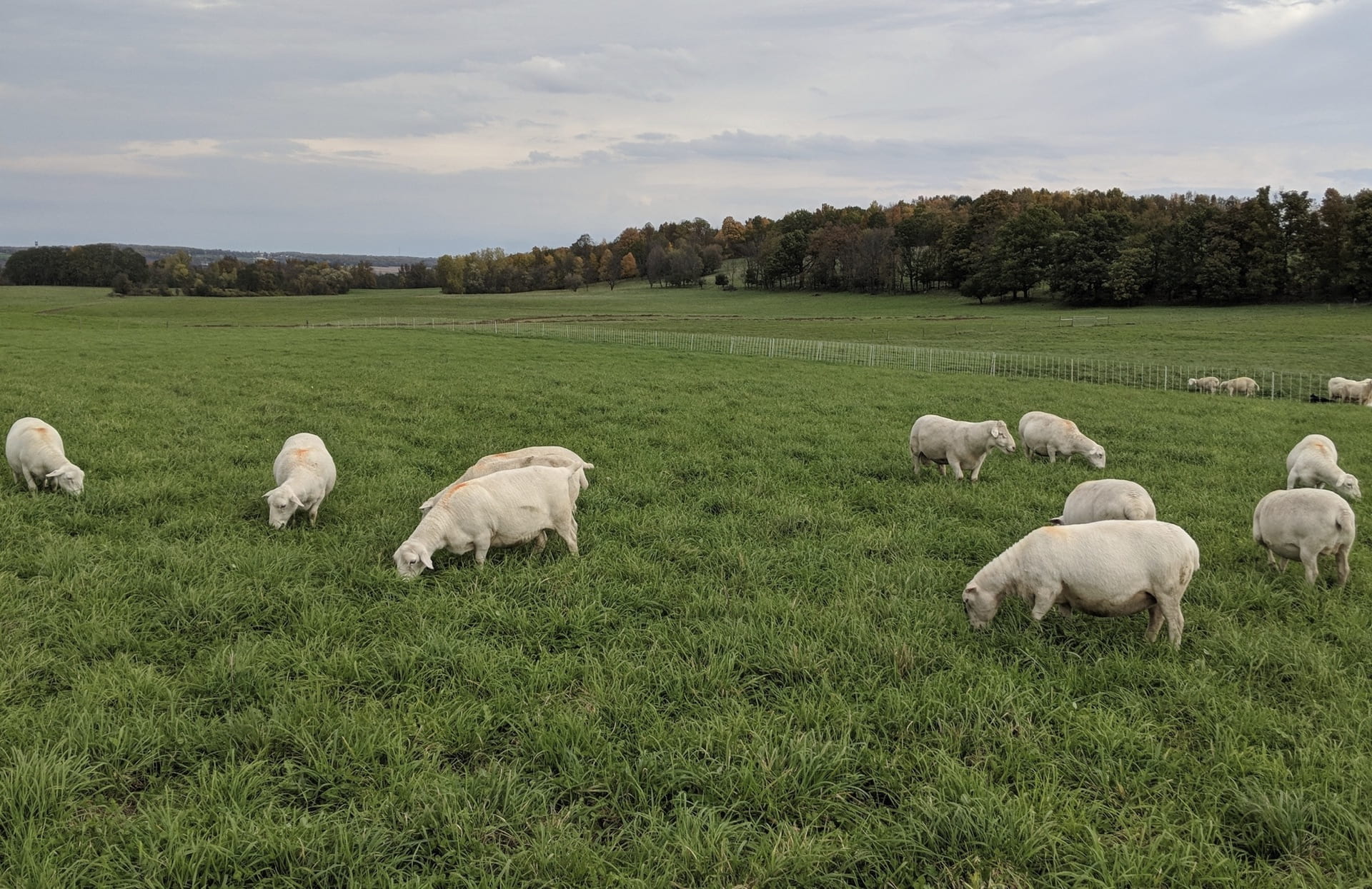 Several sheep grazing in a field.