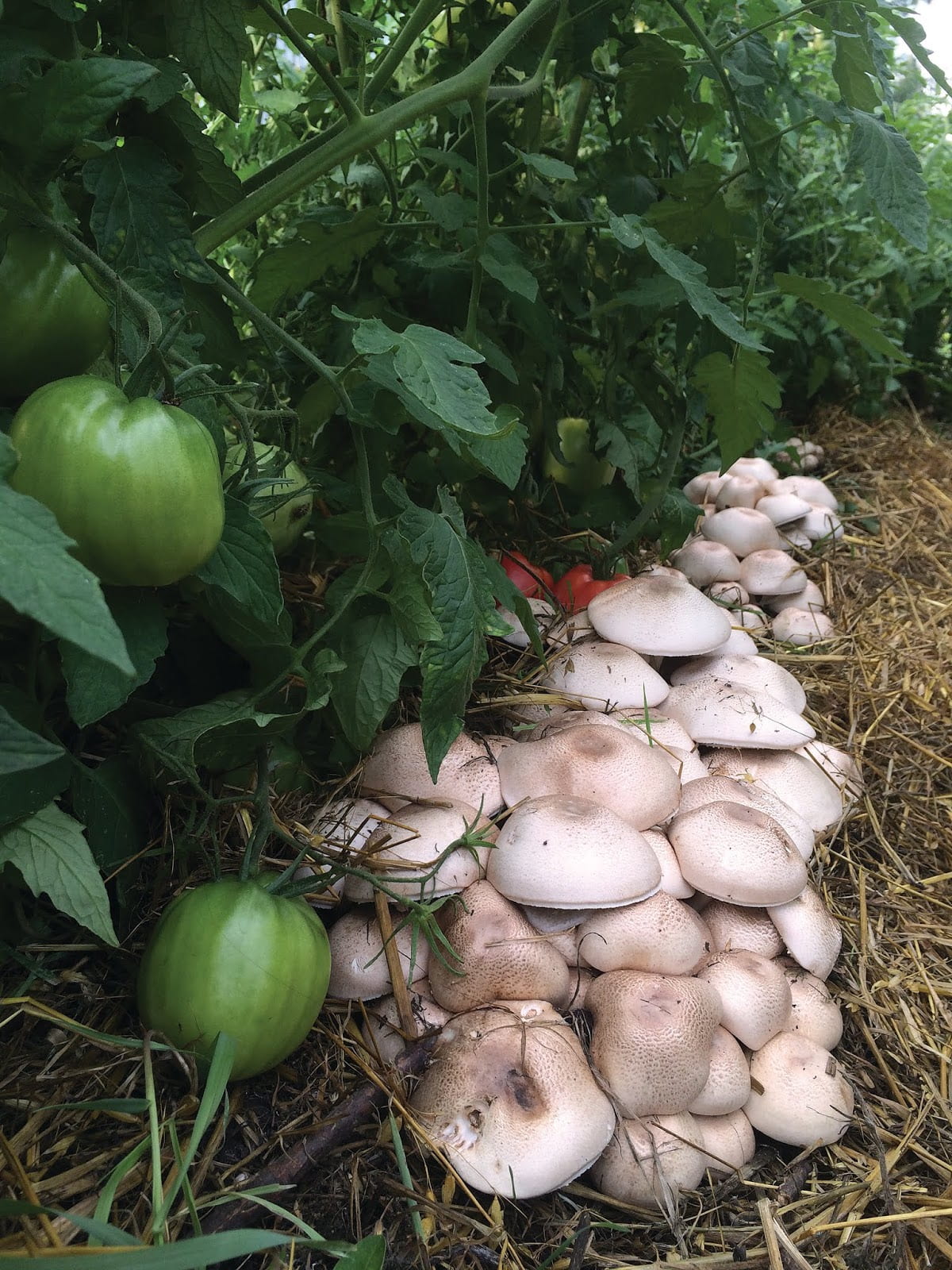mushrooms growing next to tomato plants