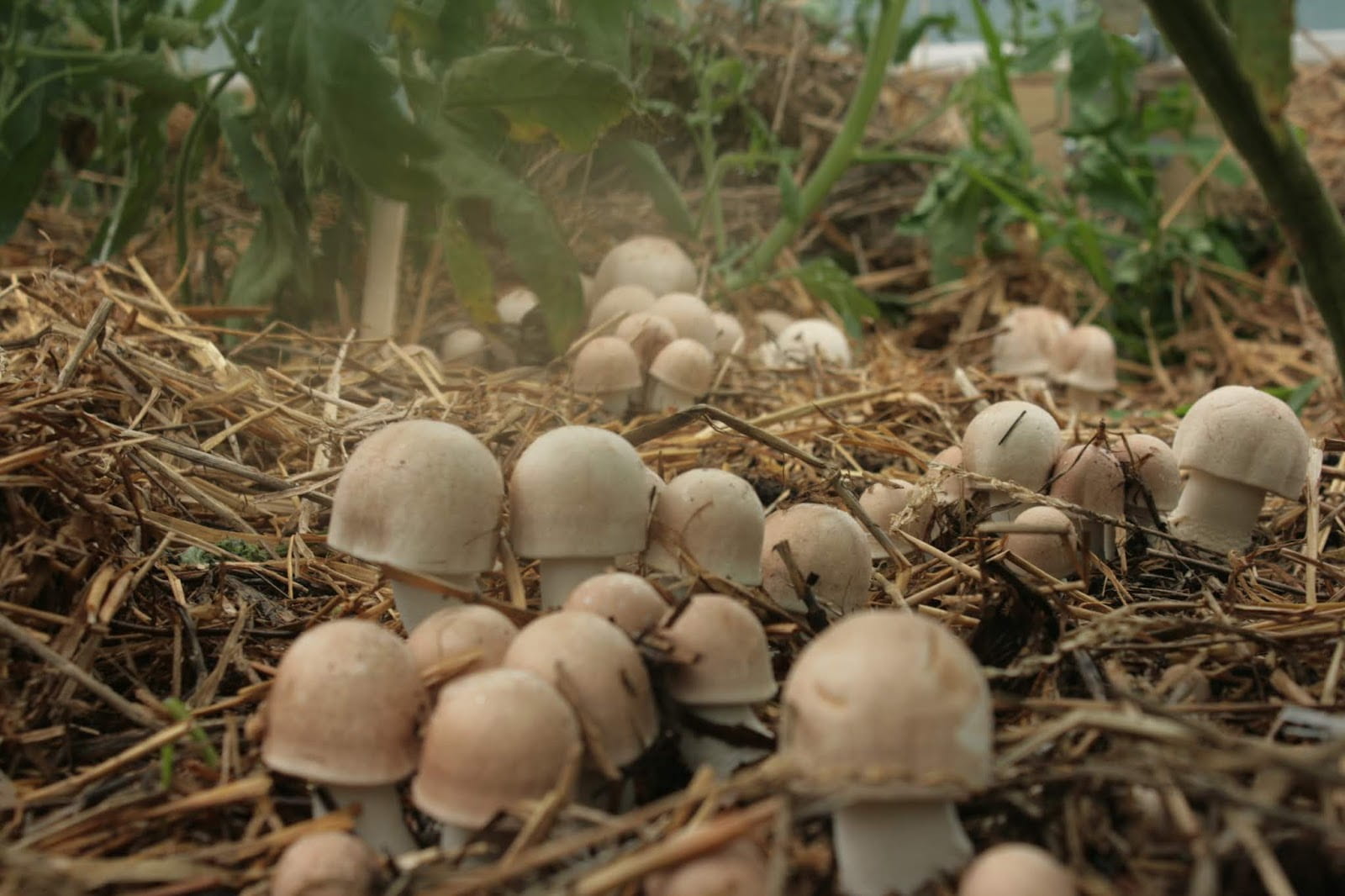 baby mushrooms emerge in a bed of straw