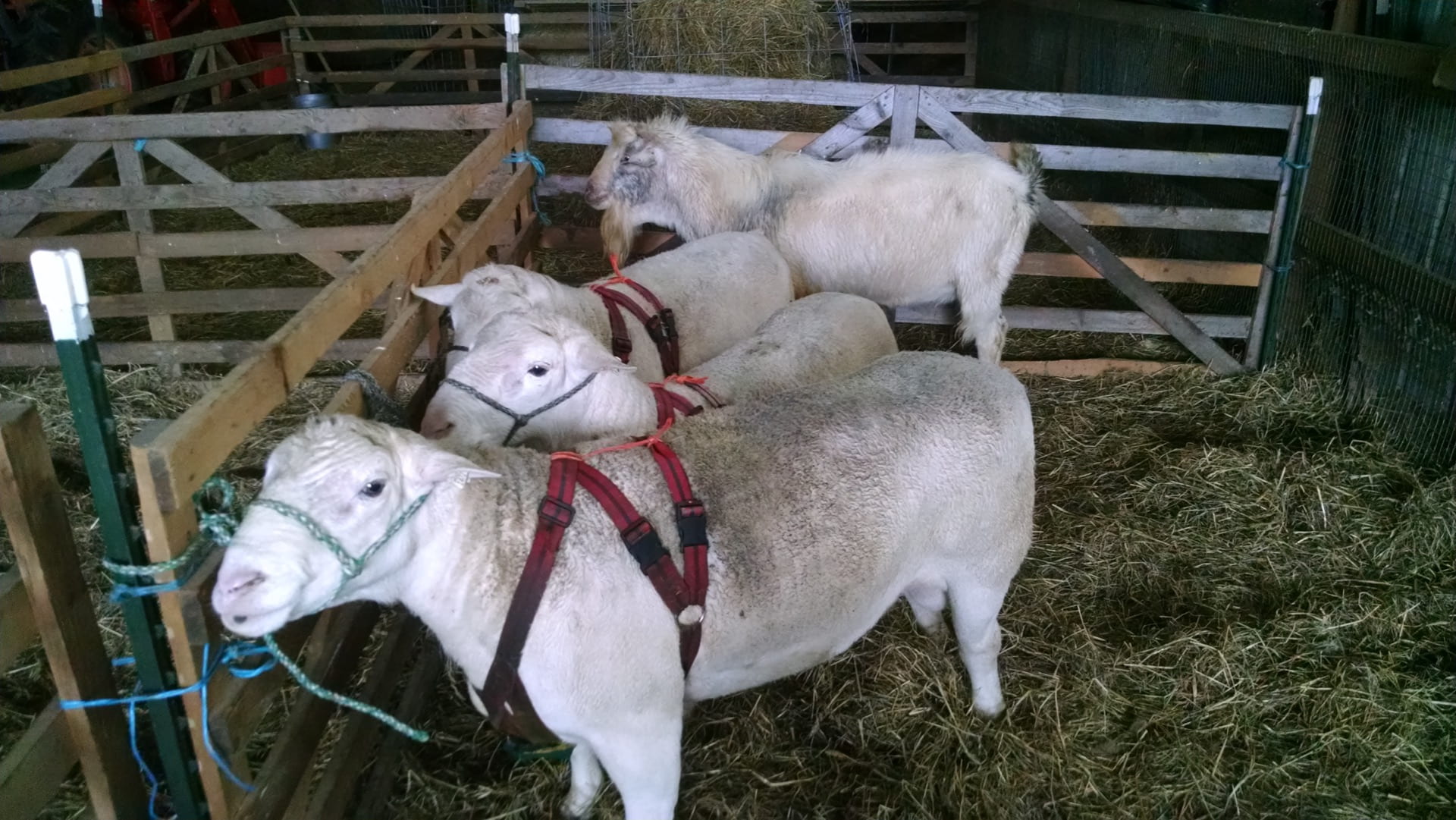 Several sheep stand in a pen with harnesses on.