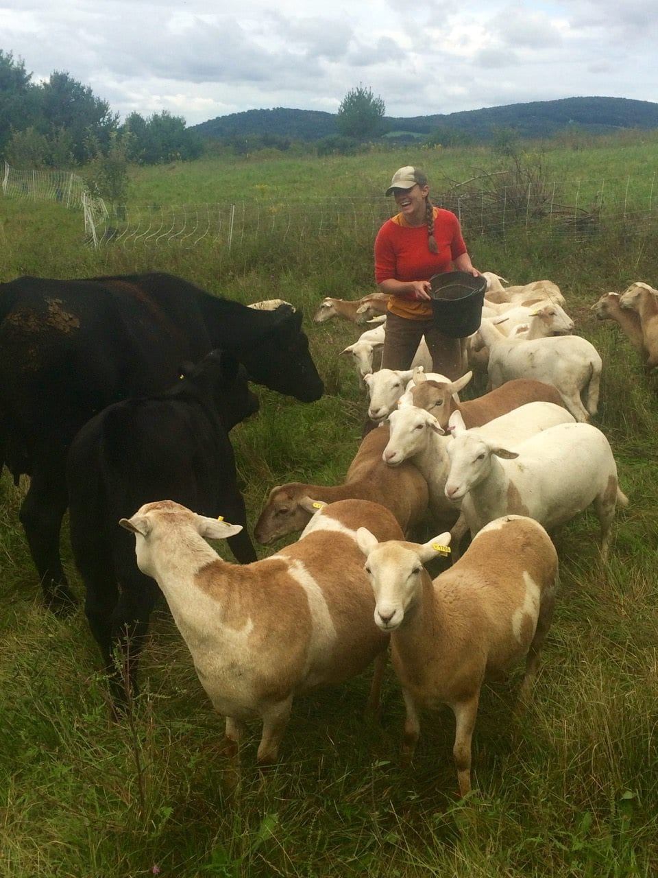 a person stands in a field holding a bucket, surrounded by cattle and goats