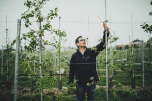 A person stands in an apple orchard reaching upwards