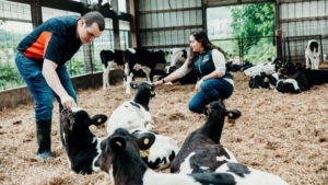 Two people stand in a barn with dairy cows, some of which are lying on the ground.