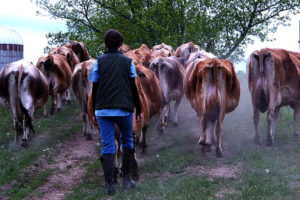 A person walks behind a herd of cattle.