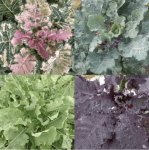 Amalgamation of four different photos of kale.
