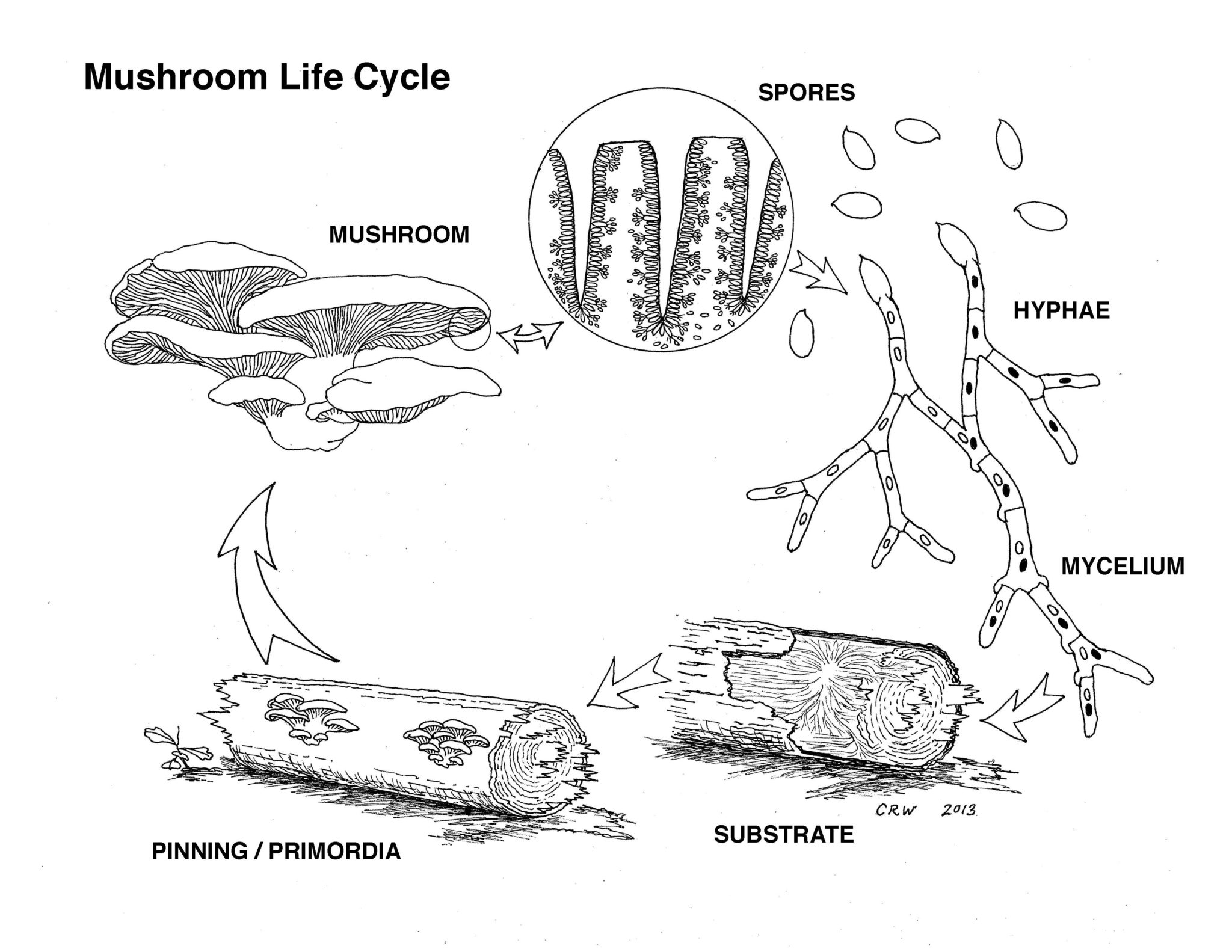 Mycology 101 Cornell Small Farms