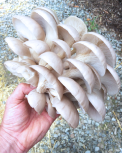 oyster mushroom held outside