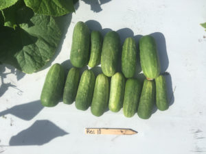 Fall SFQ breeding cucumbres