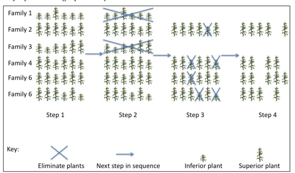 plant breeding steps