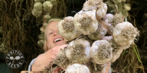 garlic planting