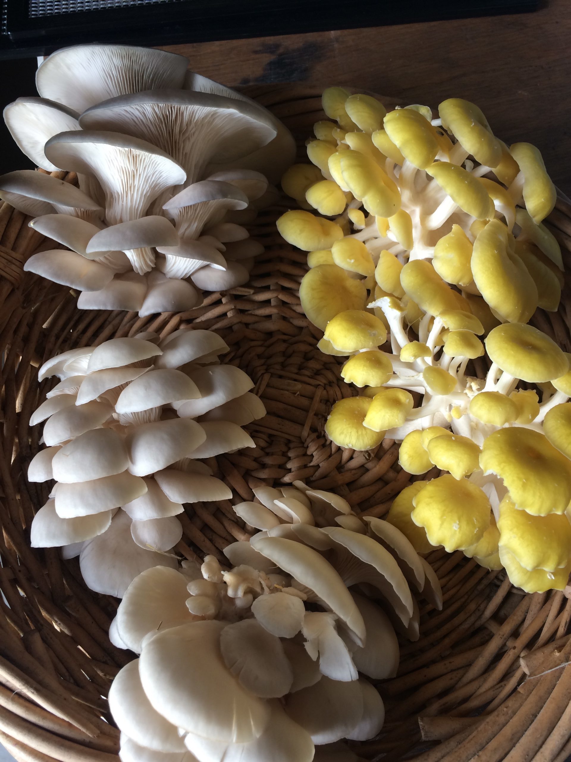 Oyster mushrooms should be harvested when they are still supple and with a small curled edge.