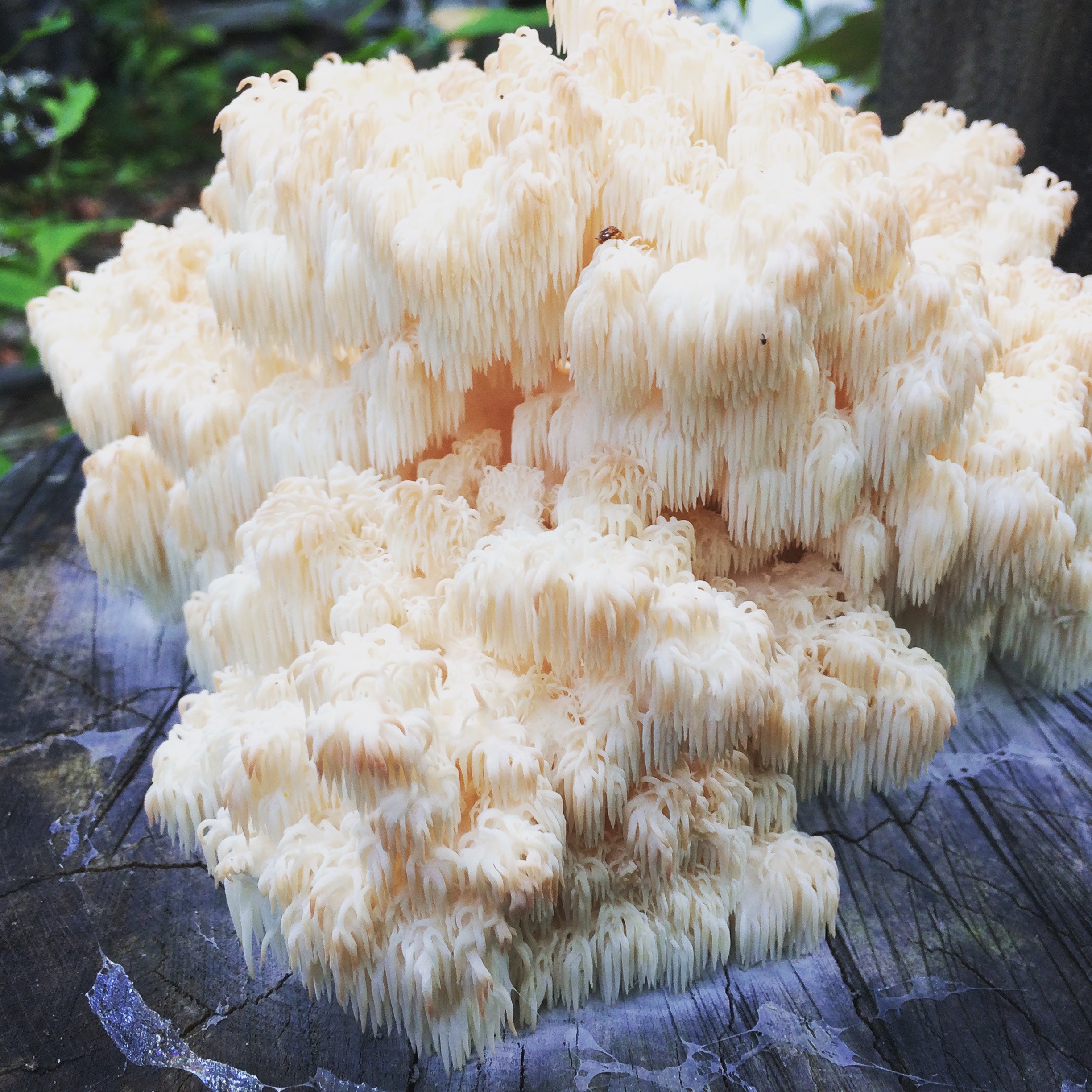 Lions mane should be harvested when teeth are about 1cm long and drooping downward.