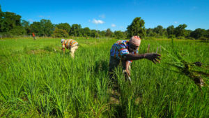 SFQ African Rice Farmers Image 3
