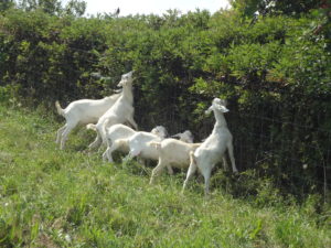 Goats Browse Grazing Ulf