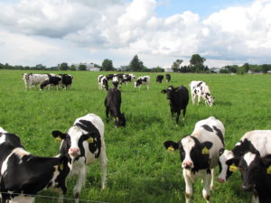 dairy cows grazing fay benson